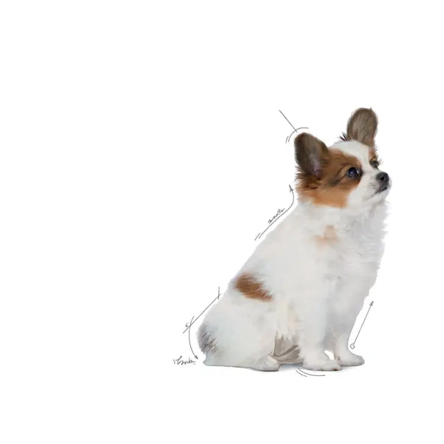 Royal Canin X-Small Puppy - Sucha karma dla psów