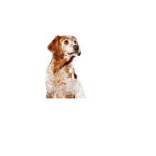 Royal Canin SHN Medium Ageing 10+ In Gravy - Drėgnas Pašaras Vidutinių Veislių Vyresnio Amžiaus Šunims 10x140g