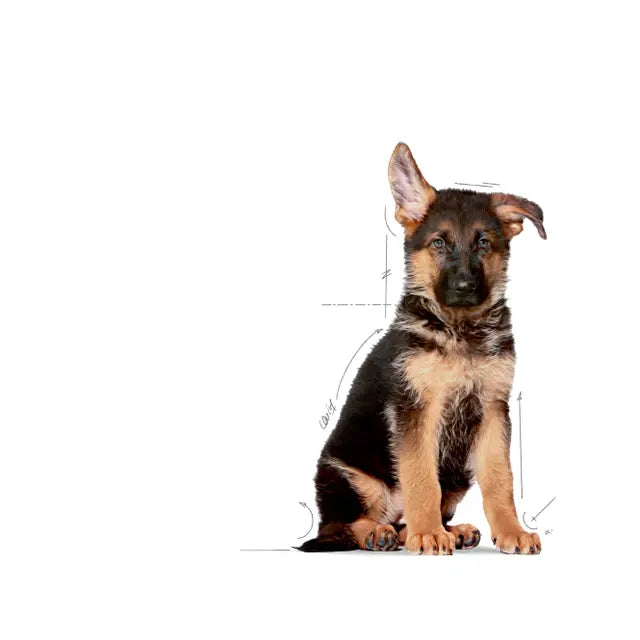 Royal Canin Maxi Puppy  sausas pašaras - Didelių veislių šuniukams