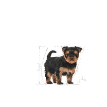 Royal Canin Yorkshire Terrier Puppy - Sausas pašaras šuniukams