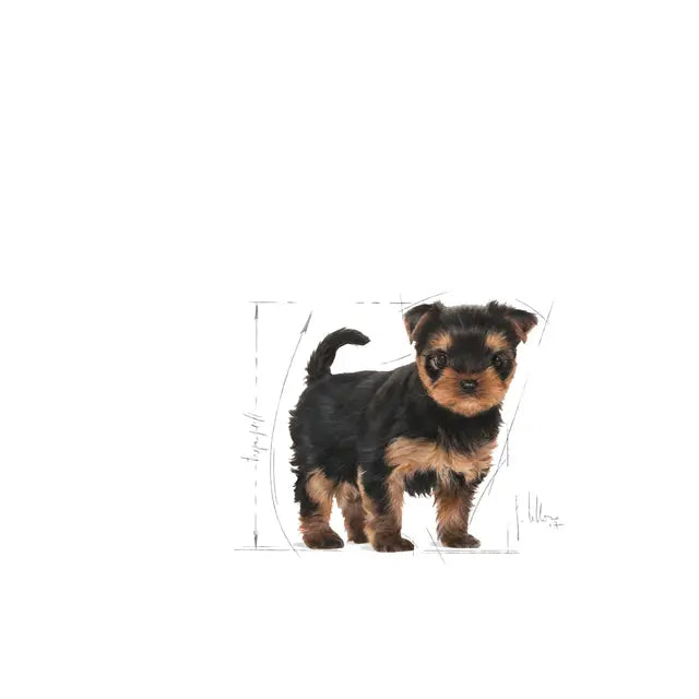 Royal Canin Yorkshire Terrier Puppy - Sausas pašaras šuniukams