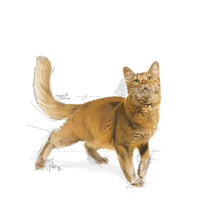 Fit 32 dry cat food