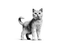 Cat Light Weight Care Jelly - Drėgnas Pašaras Suaugusioms Katėms Paštetas 12x85g