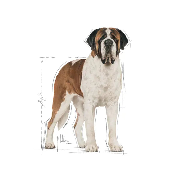 Giant Adult sausas pašaras šuniui