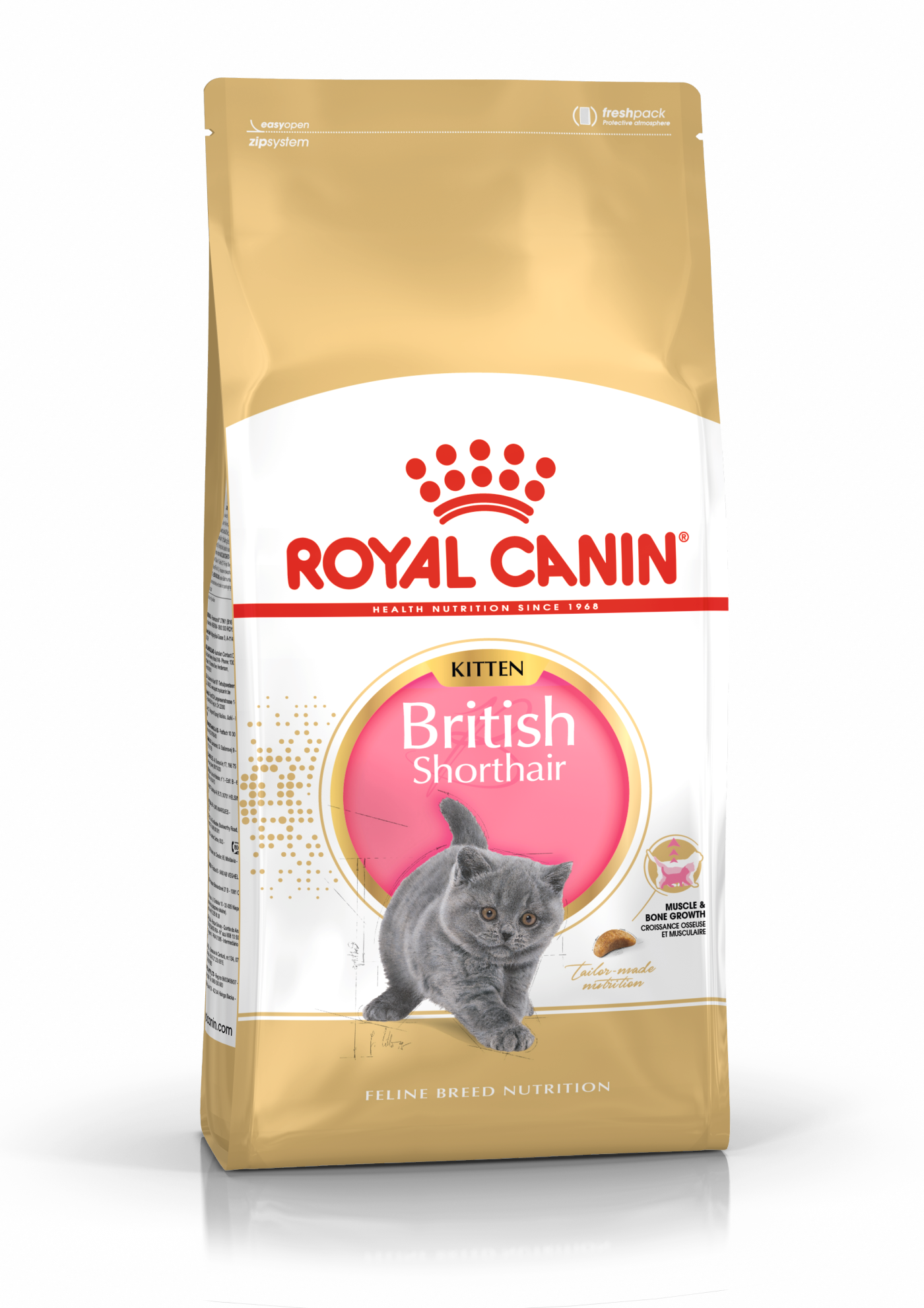 British Shorthair Kitten dry cat food