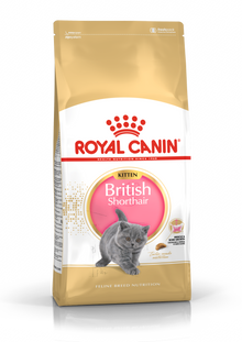 British Shorthair Kitten dry cat food