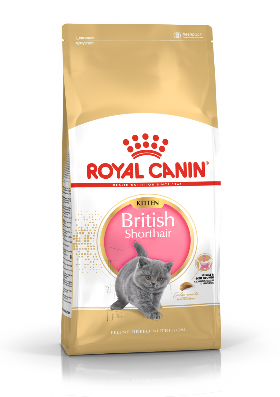 British Shorthair Kitten dry cat food