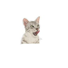 ROYAL CANIN Sensory Taste Chunks In Jelly - Drėgnas Pašaras Suaugusioms Katėms 12x85g