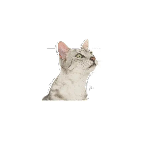 ROYAL CANIN Sensory Smell Chunks In Jelly - Drėgnas Pašaras Suaugusioms Katėms 12x85g