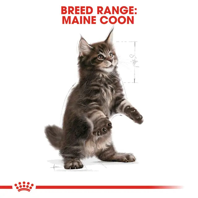 Maine Coon Kitten sausas pašaras katei