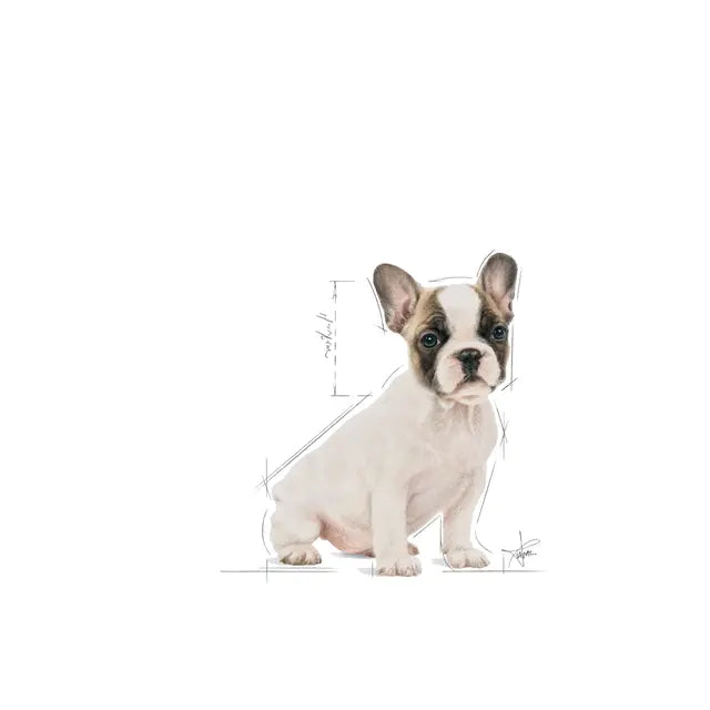 Sucha karma dla szczeniąt buldoga francuskiego