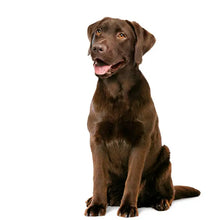 ROYAL CANIN® Digestion Chew - Papildai šunims