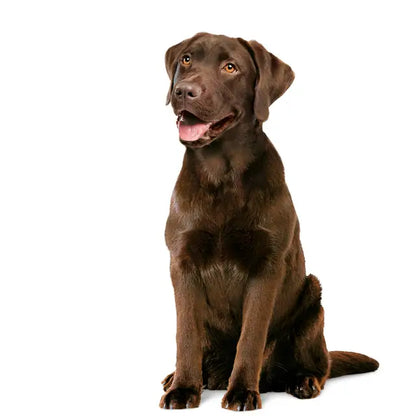 ROYAL CANIN® Digestion Chew - Papildai šunims