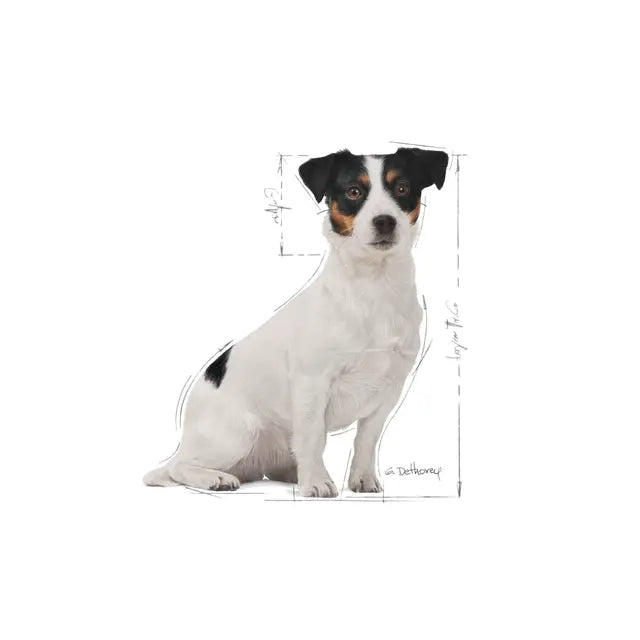 Royal Canin Mini Adult 8+ sausas pašaras šuniui - Subrendusiems mažų veislių šunims
