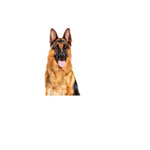 ROYAL CANIN Maxi Adult Chunks In Gravy - Mokra Karma dla Dorosłych Psów Ras Dużych 10x140g