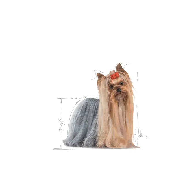 Royal Canin Yorkshire Terrier Adult - Sausas pašaras šuniui