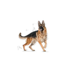 German Shepherd Adult sausas pašaras šuniui