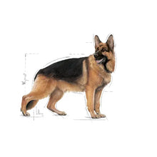 Royal Canin Maxi Adult sausas pašaras - Suaugusiems didelių veislių šunims
