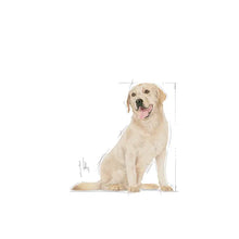 Royal Canin Labrador Retriever Adult 5+ - Specjalna sucha karma dla starszych psów 12 kg