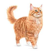 ROYAL CANIN AGEING 11+ - Sausas Pašaras Vyresnėms Katėms