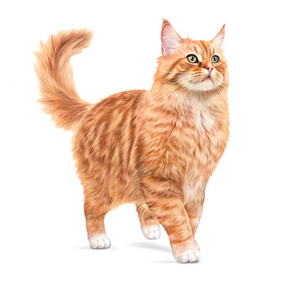ROYAL CANIN AGEING 11+ - Dry Food for Senior Cats