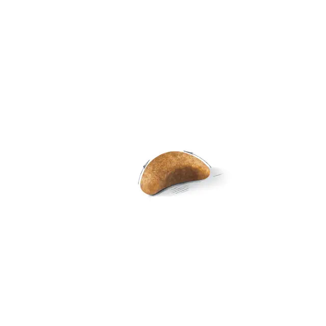 British Shorthair Kitten dry cat food