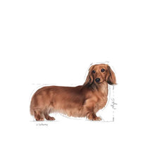 Dachshund Adult dry dog ​​food