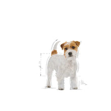 Sucha karma dla dorosłych psów Jack Russel