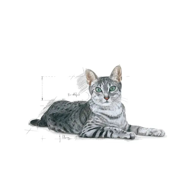 Indoor 7+ dry cat food