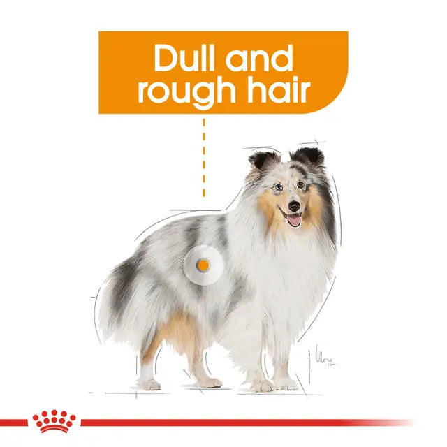 Royal Canin Coat Care Pasztet