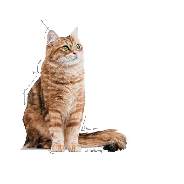 ROYAL CANIN Digestive Care Loaf - Drėgnas Pašaras Jautrioms Katėms 12x85g