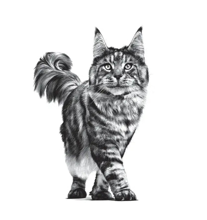 DENTAL dry cat food