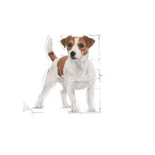 Royal Canin MINI Adult sausas pašaras šuniui