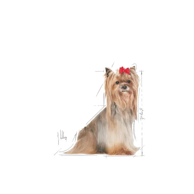 Royal Canin Yorkshire Terrier 8+ - Dry dog ​​food