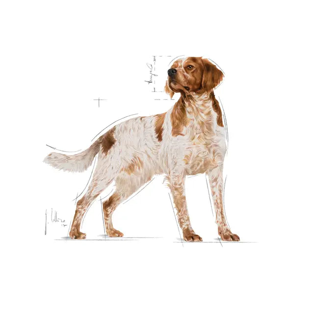 Royal Canin Medium Adult drėgnas pašaras - Vidutinių veislių suaugusiems šunims
