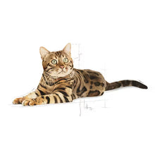 Bengal Adult sausas pašaras katei
