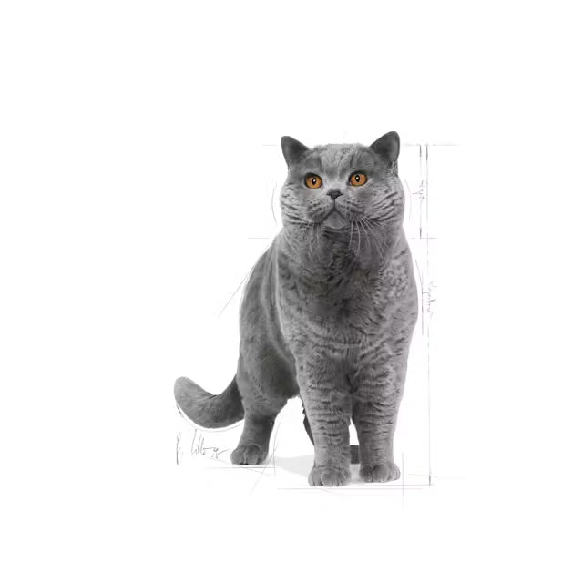 Sucha karma dla kota British Shorthair Adult