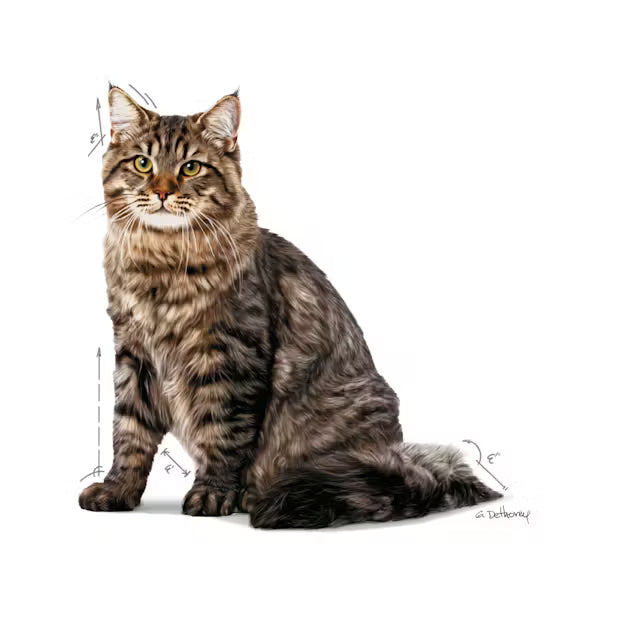 ROYAL CANIN Urinary Care Thin Slices In Jelly - Drėgnas Pašaras Katėms 12x85g