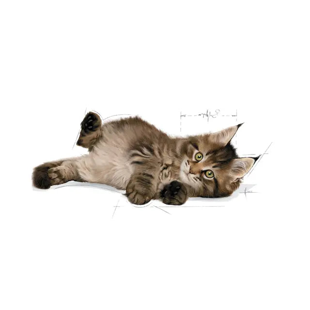 Maine Coon Kitten sausas pašaras katei