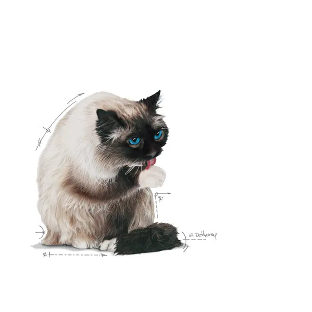 ROYAL CANIN Hairball Care Gravy - Drėgnas Pašaras Suaugusioms Katėms 12x85g