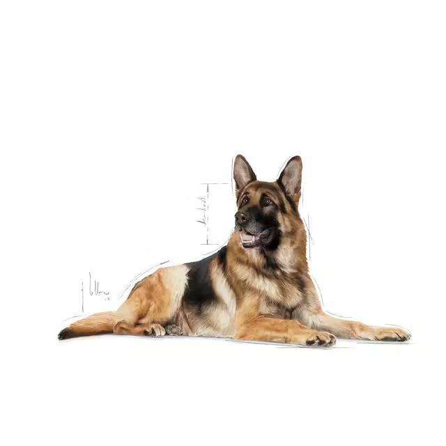 ROYAL CANIN Maxi Ageing 8+ Gravy - Drėgnas Pašaras Dideliems Vyresnio Amžiaus Šunims