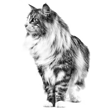 Instinctive 7+ Gravy - Wet Food for Senior Cats 12x85g