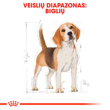 Royal Canin Beagle Adult - sucha karma dla psów