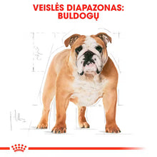 Royal Canin Bulldog Adult - sucha karma dla psów