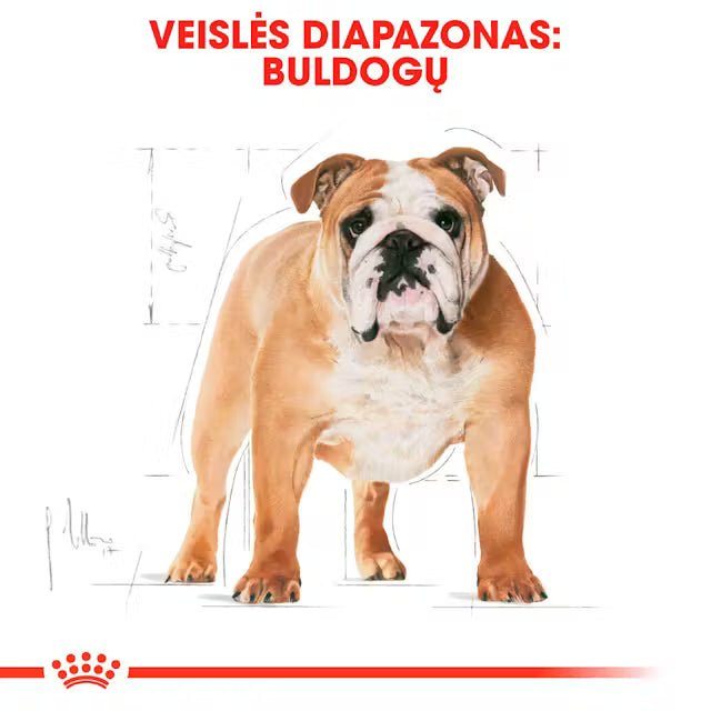 Royal Canin Bulldog Adult - sucha karma dla psów