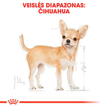Chihuahua Adult sausas pašaras šuniui