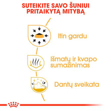 Chihuahua Adult sausas pašaras šuniui