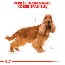 Cocker Adult sausas pašaras šuniui