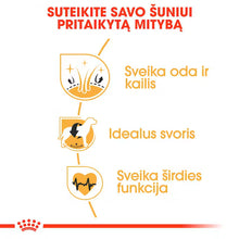 Cocker Adult sausas pašaras šuniui