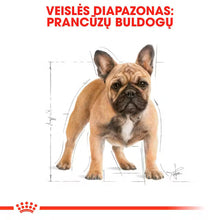 Sucha karma dla dorosłych psów buldoga francuskiego